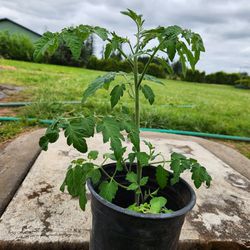 Beautiful Tomato Plants 