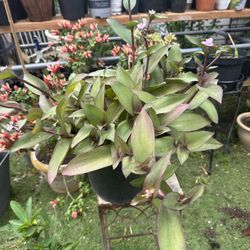 planta natural resiste el frio