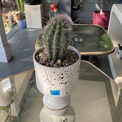 elephant cactus