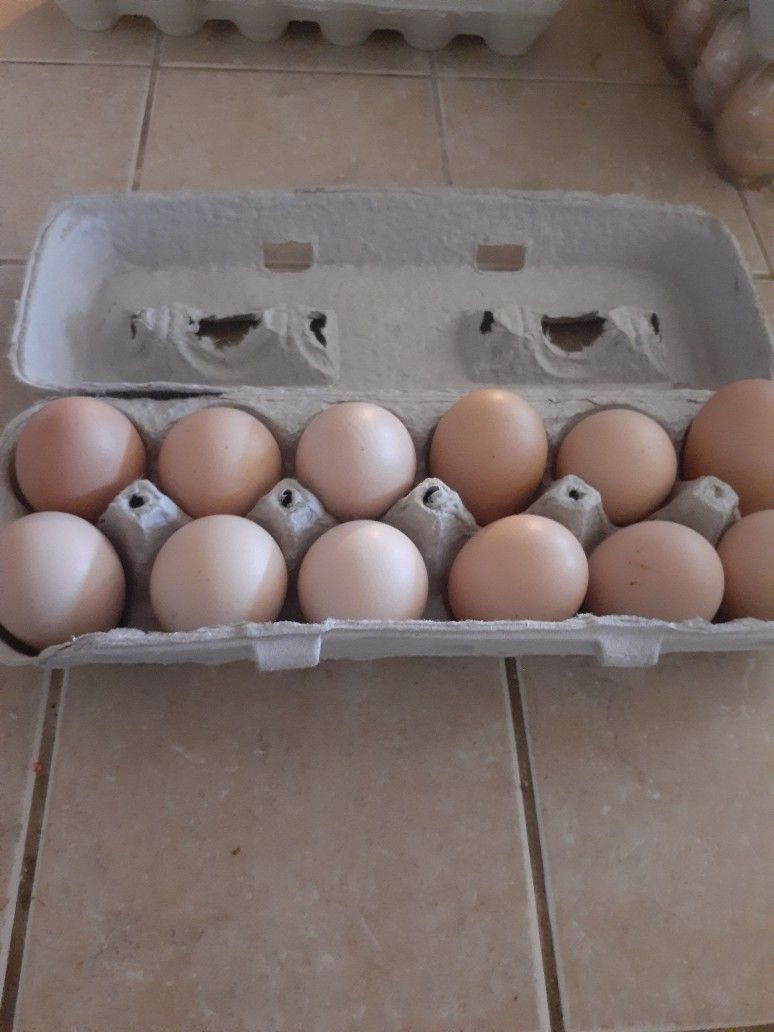 Eggs for Sale/ Venta De Huevo