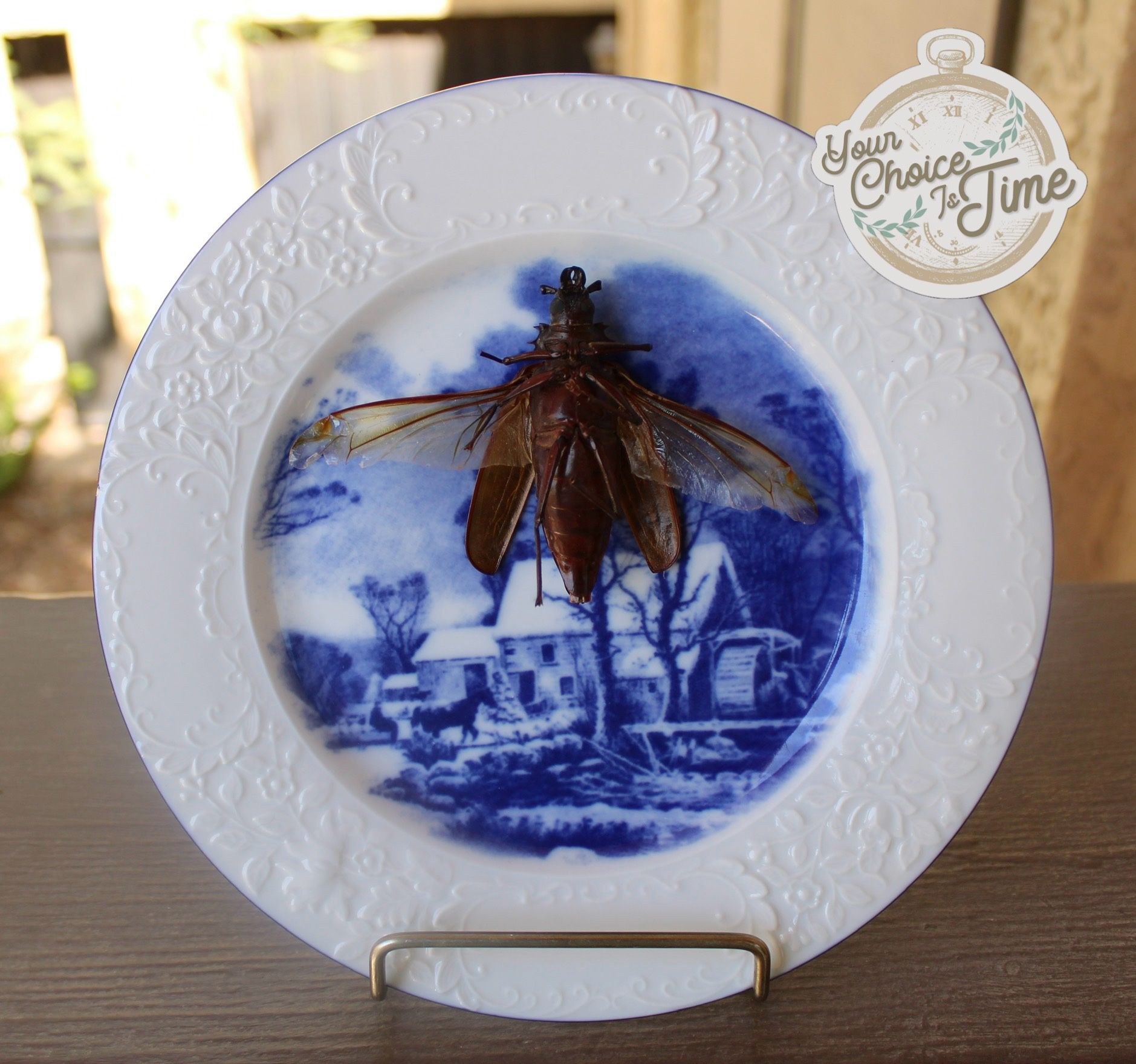 Taxidermy palo verde beetle dancing