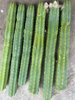 San Pedro cactus  cutting very large