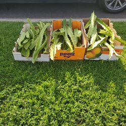 DRAGON FRUIT Cuttings (All 3 Boxes)