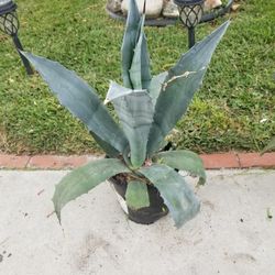 Potted Small Maguey Plant