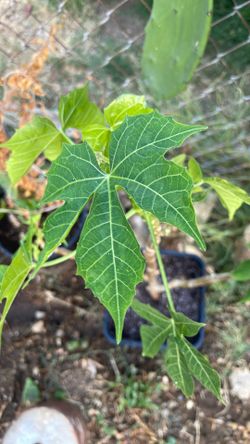 Planta de Chaya
