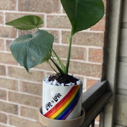 Monstera In Cute Ceramic Pot 🌈 