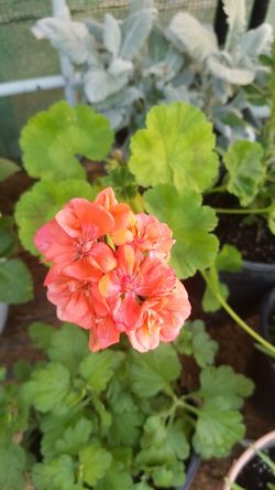Orange geranium