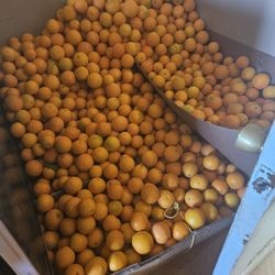 Naranjas. 8$ Cubeta Aproximadamente 20 Libras. Solo Personas Interesadas