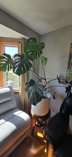 Monstera live plant in 20gallon  pot, x-large
