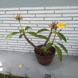 Plumeria Rooted Flowering Plants