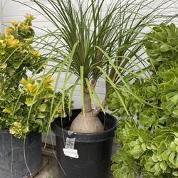 Plant For Sale