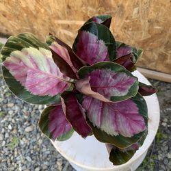 Oudoor Plant 