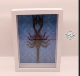 Taxidermy framed scorpion