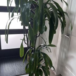Dracaena Lisa 5.6 ft tall indoor plant