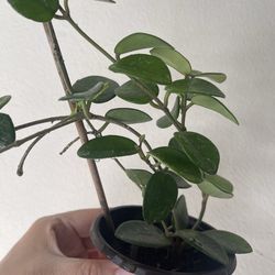 Hoya Mathilde splash plant