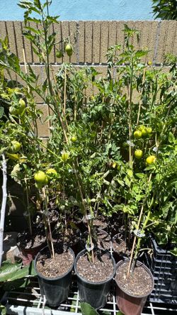 Tomato plant 🍅