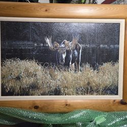 Large Moose Picture W/ Oak Frame.  41x28