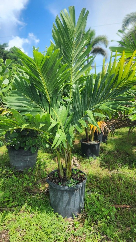 Spectacular Christmas Palms About 6 Feet Tall!!! Fertilized!! Best Quality And Price 