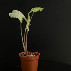 Syngonium Arrowhead Plant