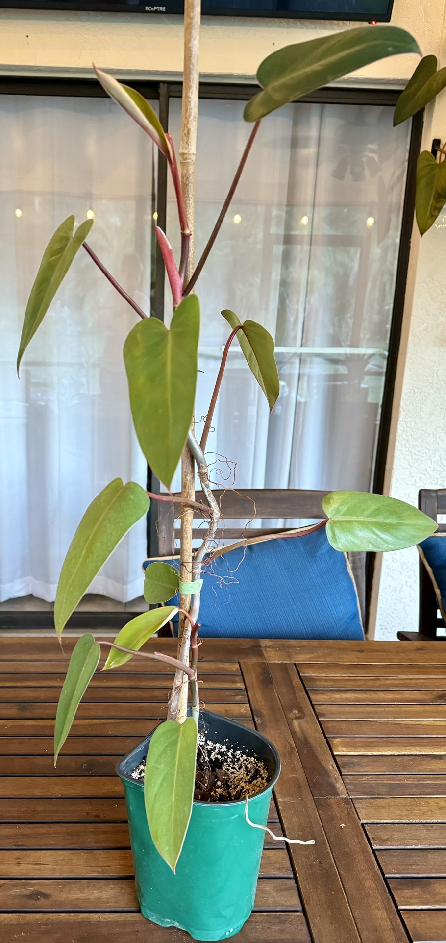 Rare Red Emerald Philodendron - mature Plant Red Erubescens - Blushing  Philodendron for Sale in Apopka, FL - OfferUp