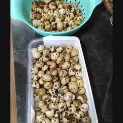 En Venta Huevo Fresco