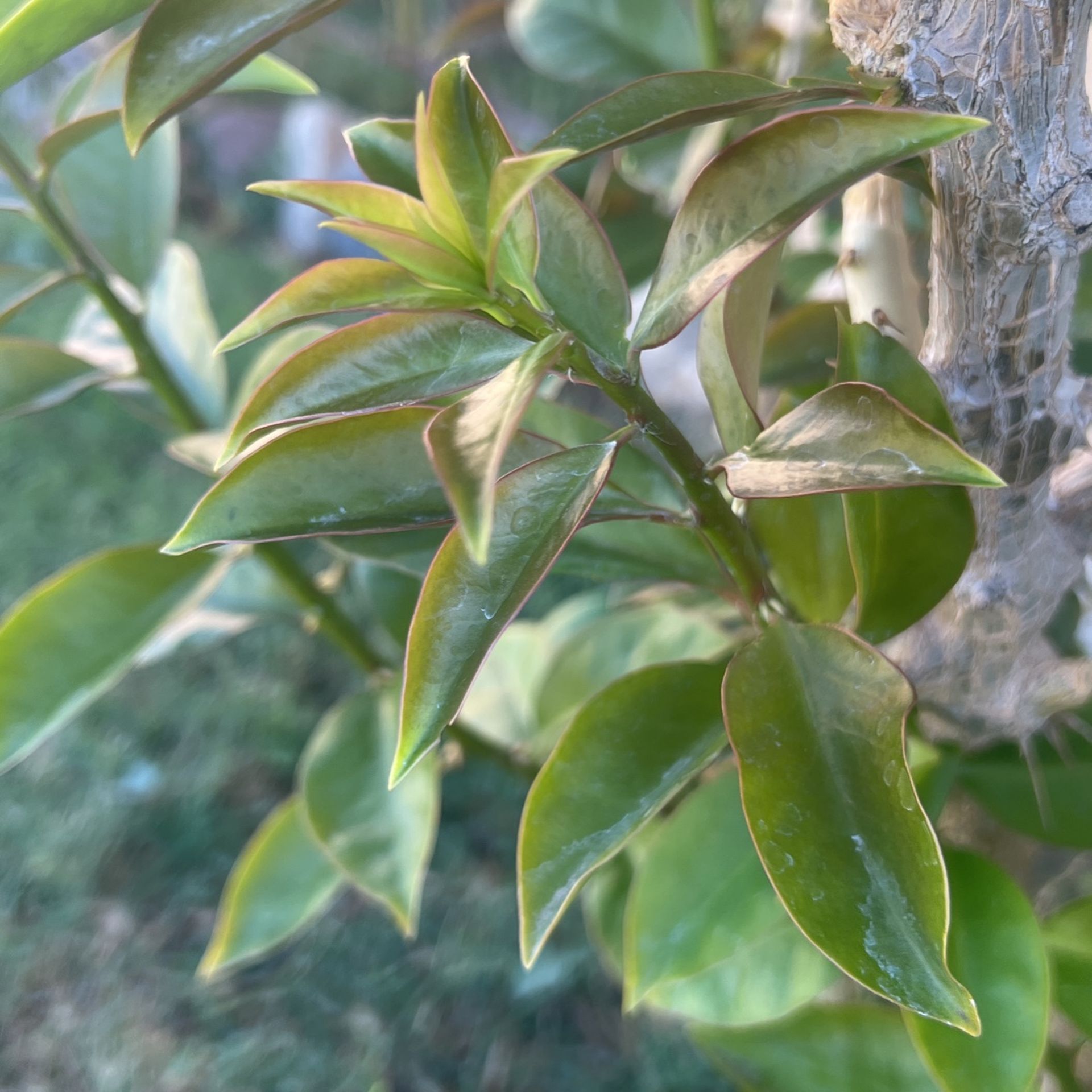 Uña De Gato Plantas 