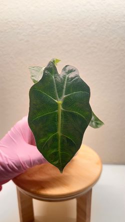 Alocasia Polly #8