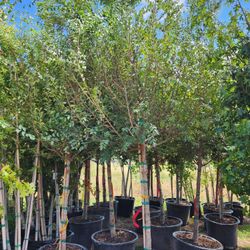 elm trees or olmos 30 gallon 17ft tall 