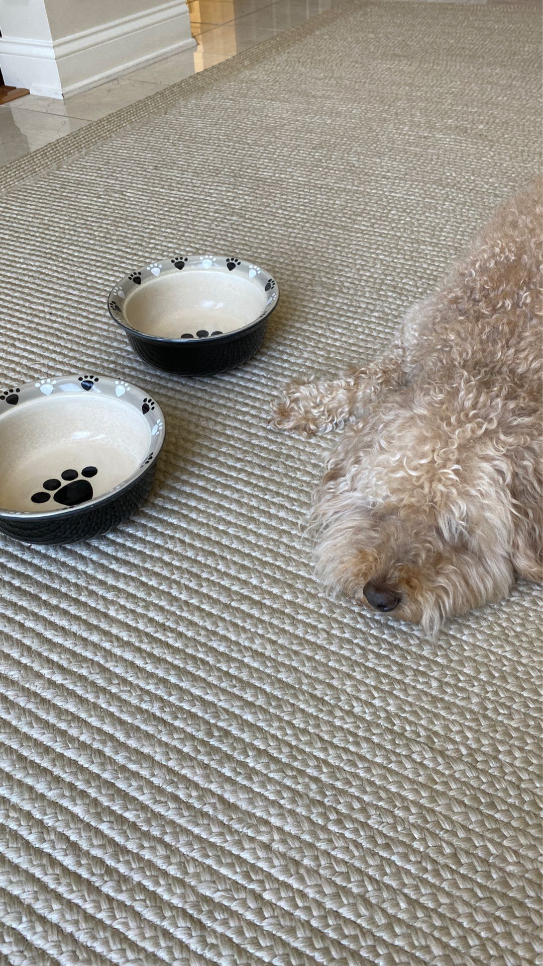$5/ea - Absolutely Adorable Dog Bowls!