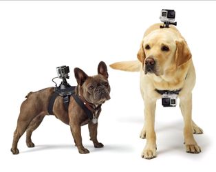 Gopro fetch harness