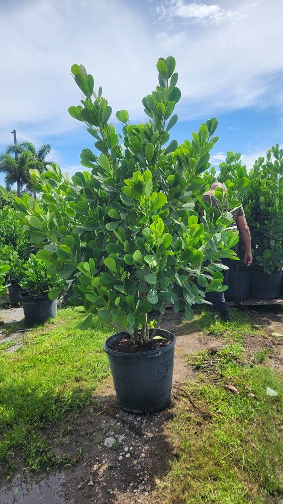 Spectacular Clusias Plants For Inmediate Privacy!!! 5-6 Feet Tall Measurements Over The Pot!!! Fertilized 