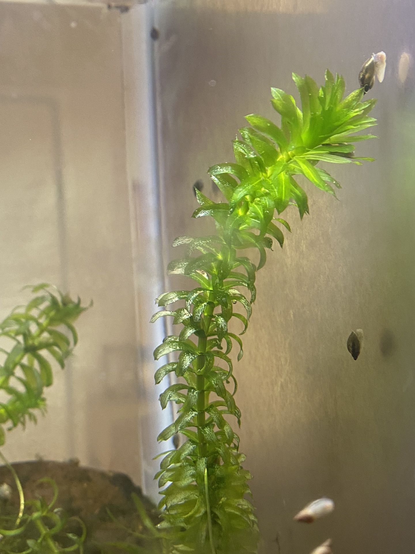 Aquarium Plants for Sale in Rialto, CA OfferUp