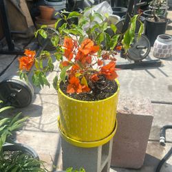 Bonsai Tree