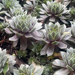 Succulents 