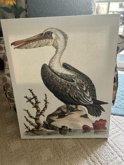 Pelican picture