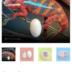 Chameleon Fake Egg