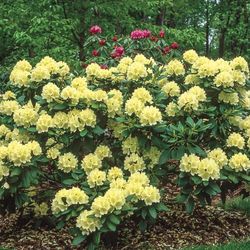 Yellow Rhodies And More 