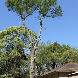 GOOD PRICES ON TREE 🌲