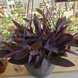 Extra Large Purple 💜💜 Plants 