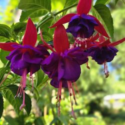 Perennial Plants