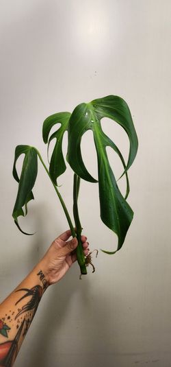 MONSTERA Burle Marx Flame