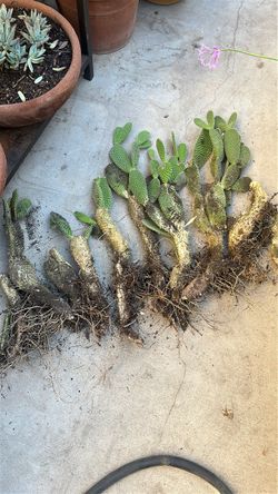Cactus