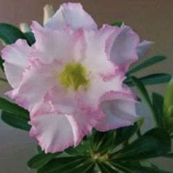 6” desert rose