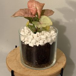 Arrowhead Philodendron/Vine (Syngonium podophyllum) House Plant in Recycled Planter w/ Decorative Rock