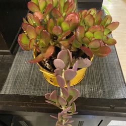 Plant