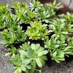 Large Hens & Chicks Succulents-$8each Or 3 For $20 