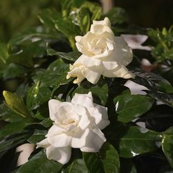🪴Huge Gardenia Plant🪴