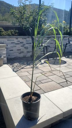 Lemon grass  Plant