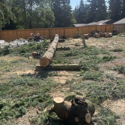 Trees And Firewood 
