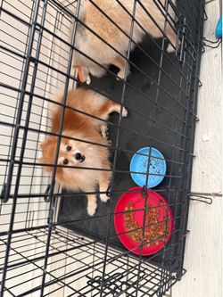 Dog crate